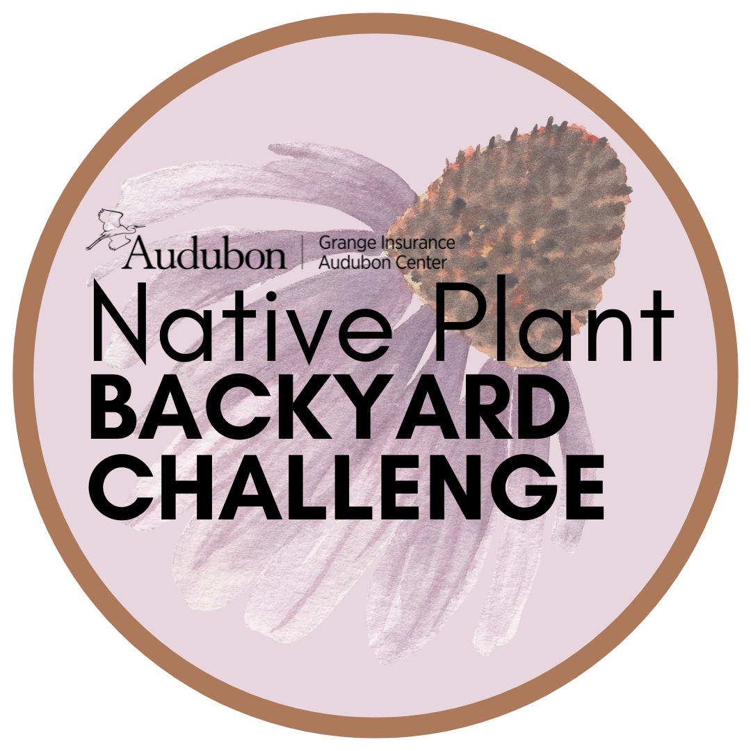Columbus Native Plant Backyard Challenge Kick Off Event