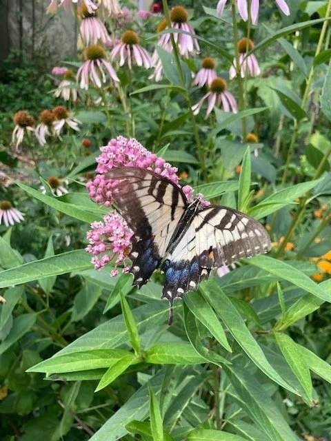 Making It (Habitat) in the&nbsp;Shade: Creating Native Soft Landings at Home and in Our Parks