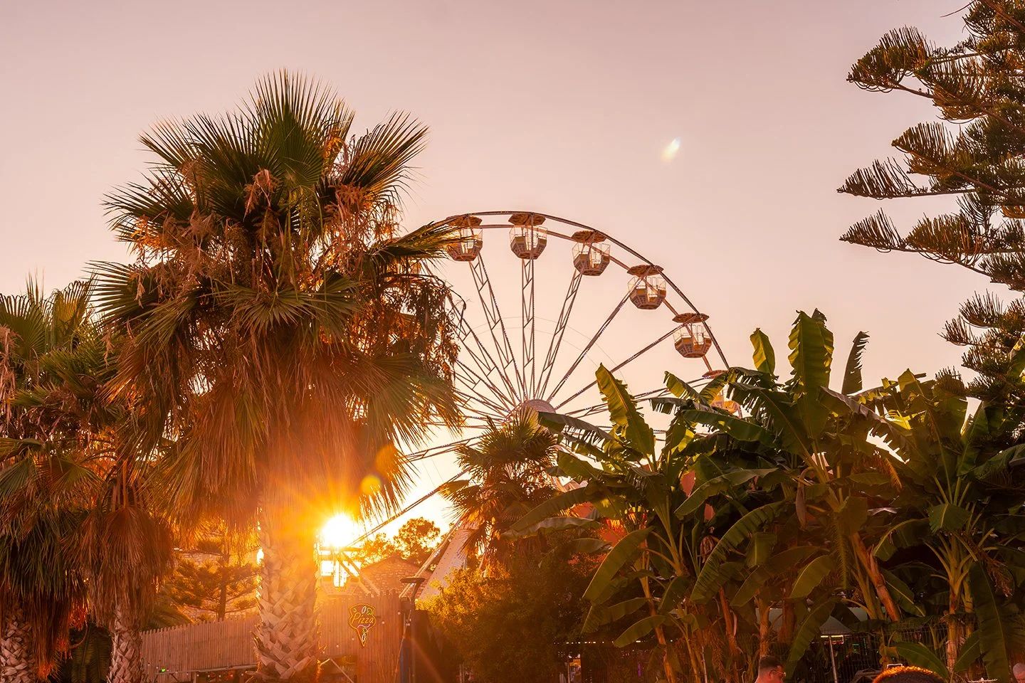 A Ferris wheel in an amusement park setting during sunset, surrounded by palm trees and other lush greenery.