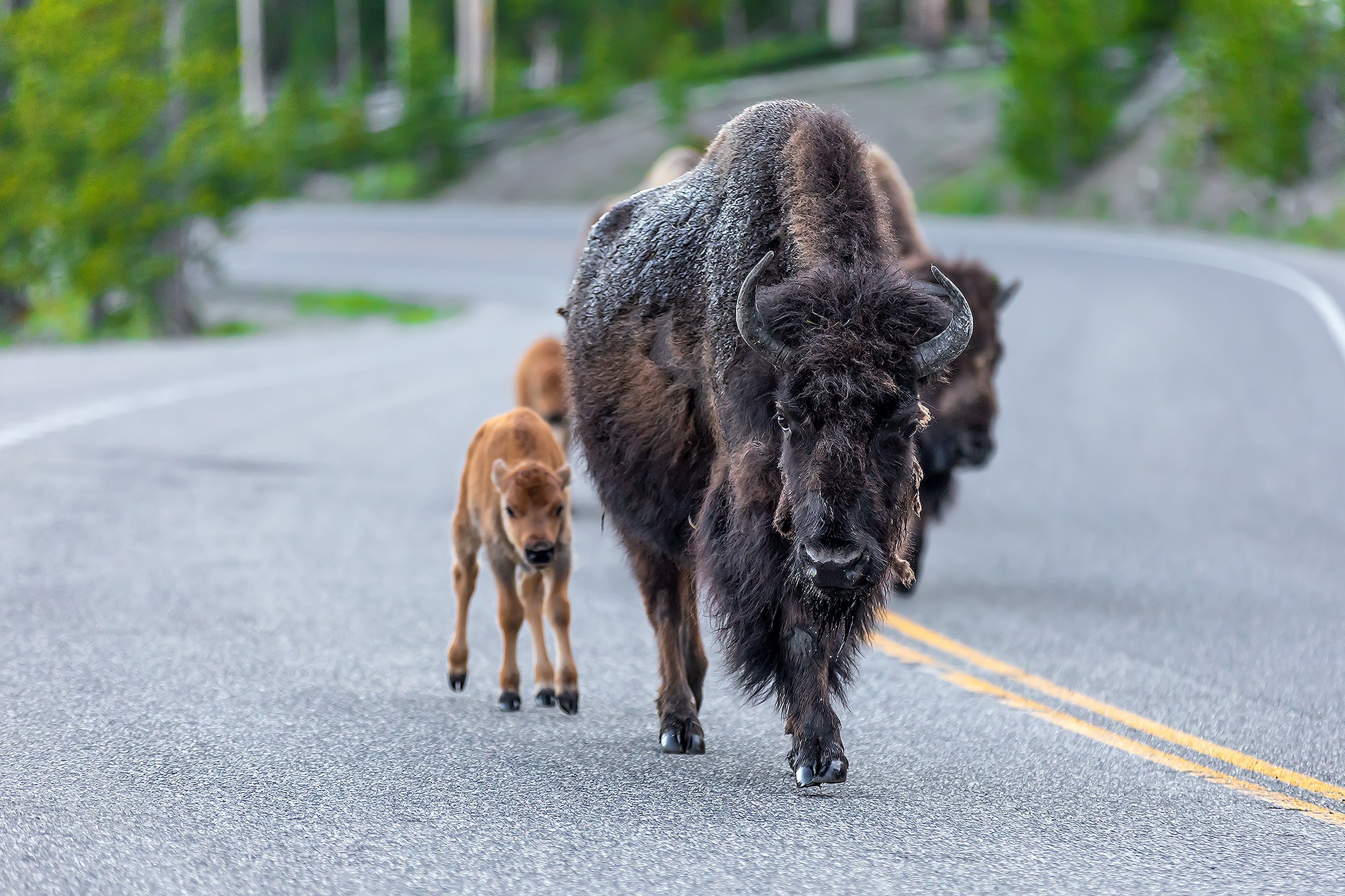 Yellowstone Tour Wildlife