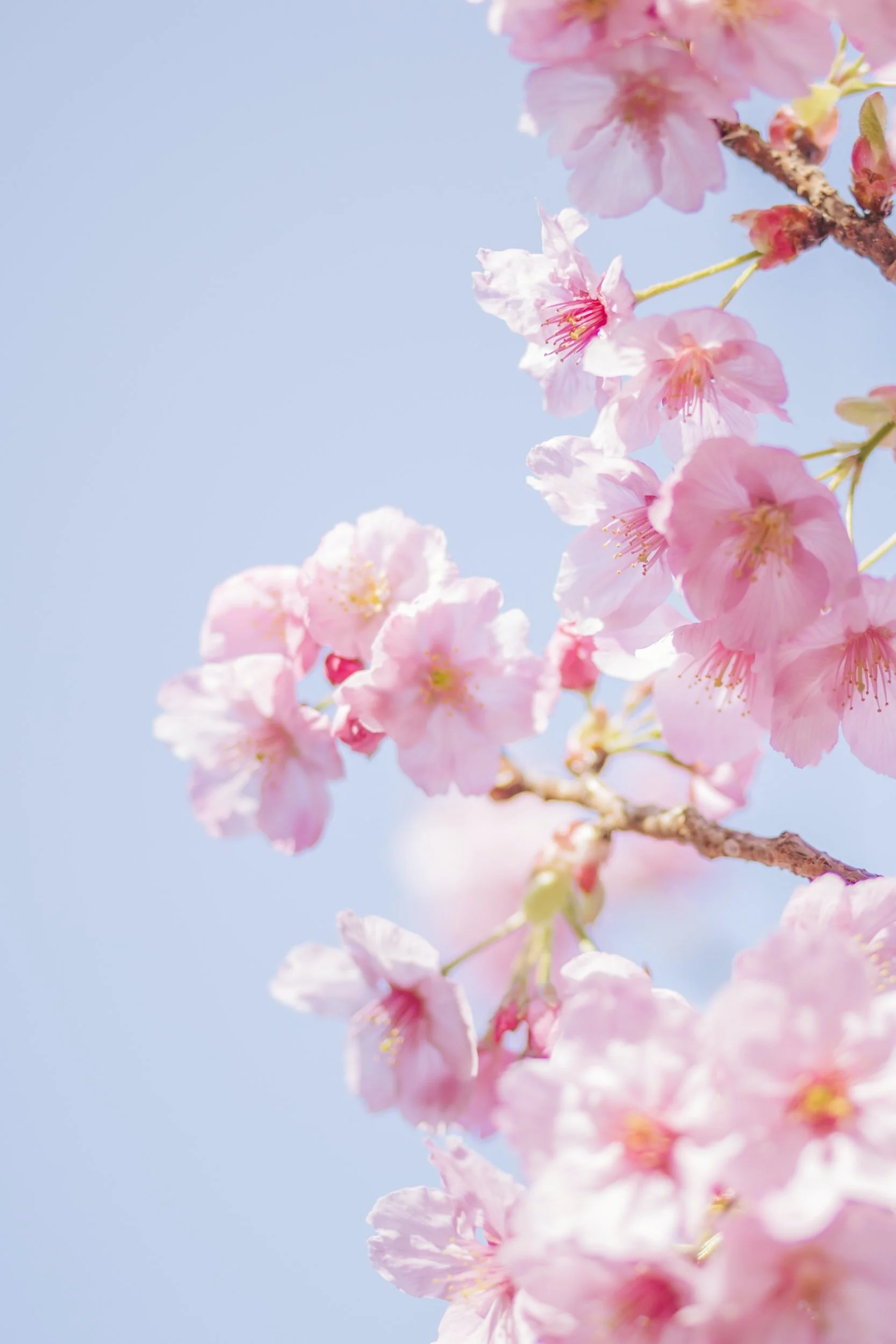 Pink cherry blossoms on a branch against a clear blue sky.