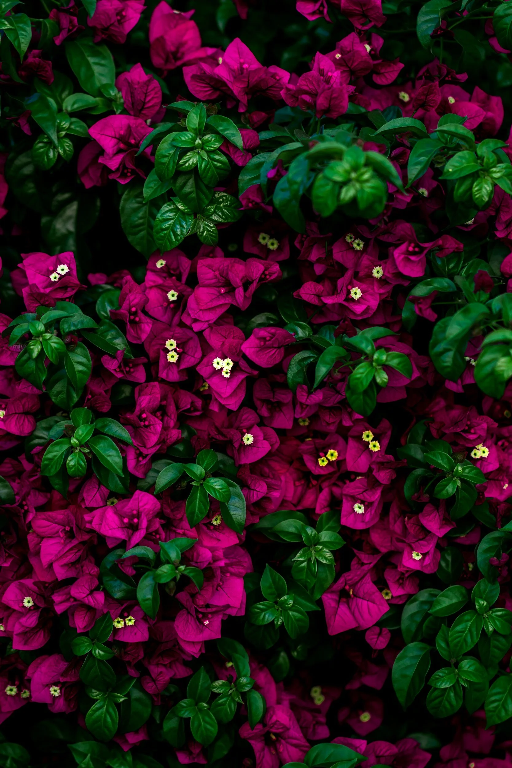 Close-up of vibrant pink Bougainvillea flowers with small white and yellow centers among green leaves.