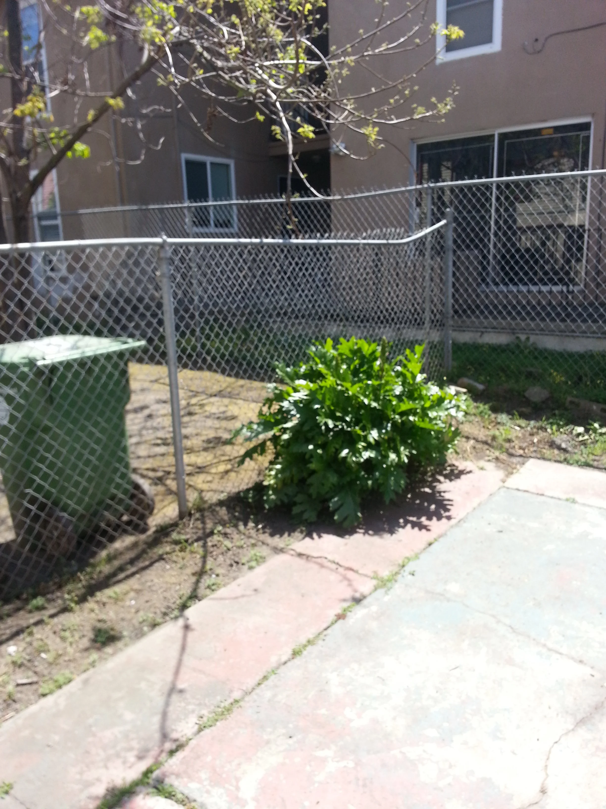 8 back yard old.jpg