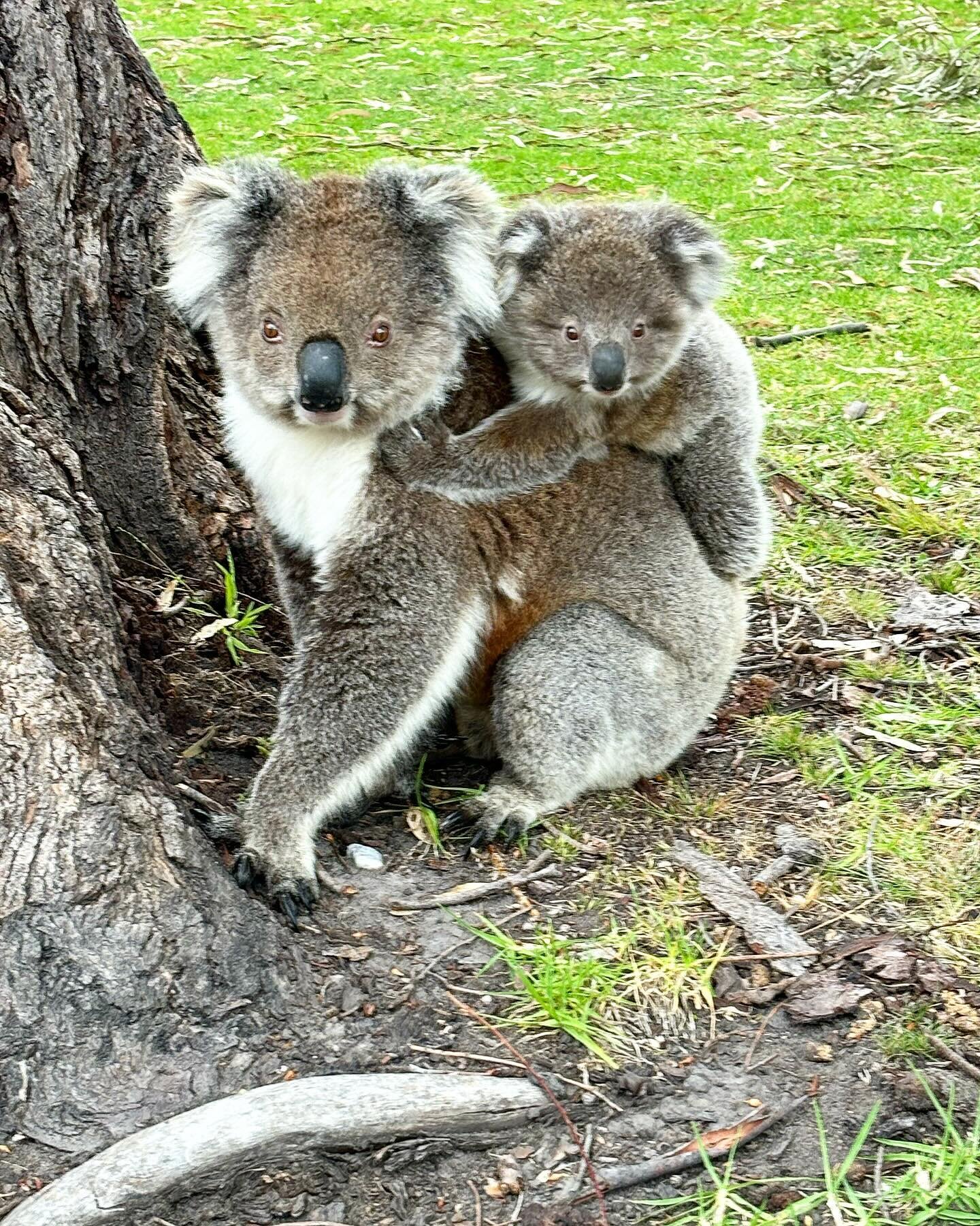 It&rsquo;s nice making new friends but it&rsquo;s even better when they&rsquo;re wild koalas.