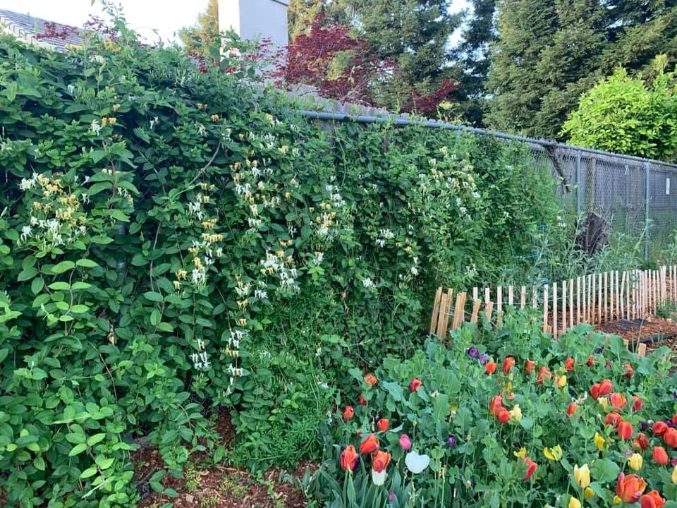 breengardenpic2.jpg