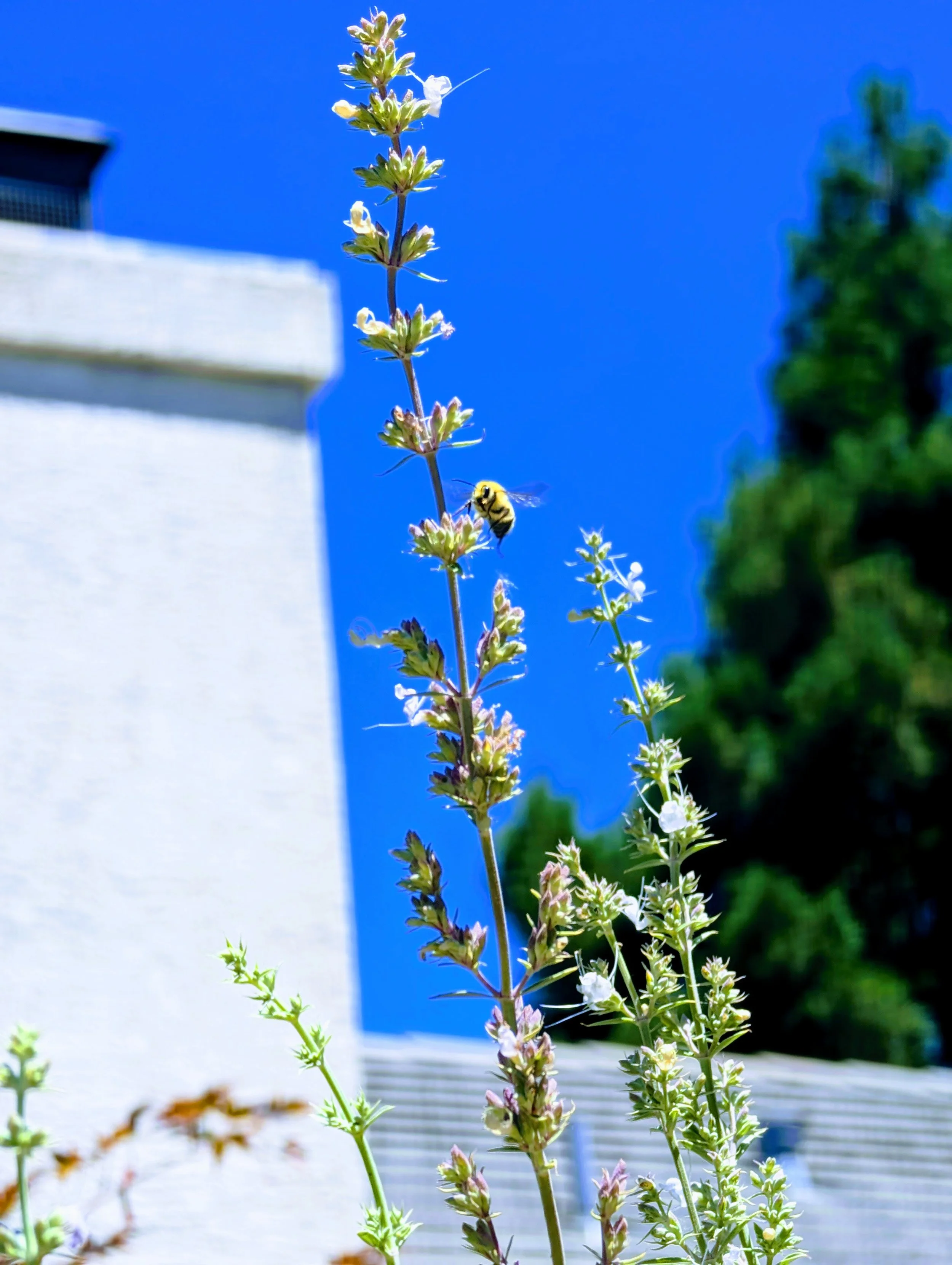 PXL_20240615_184652336-EFFECTS.jpg