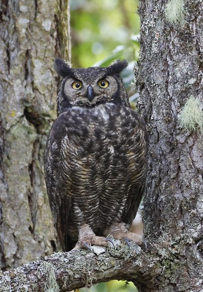 Monday Morning Birding - Wonderful Start to the Week!