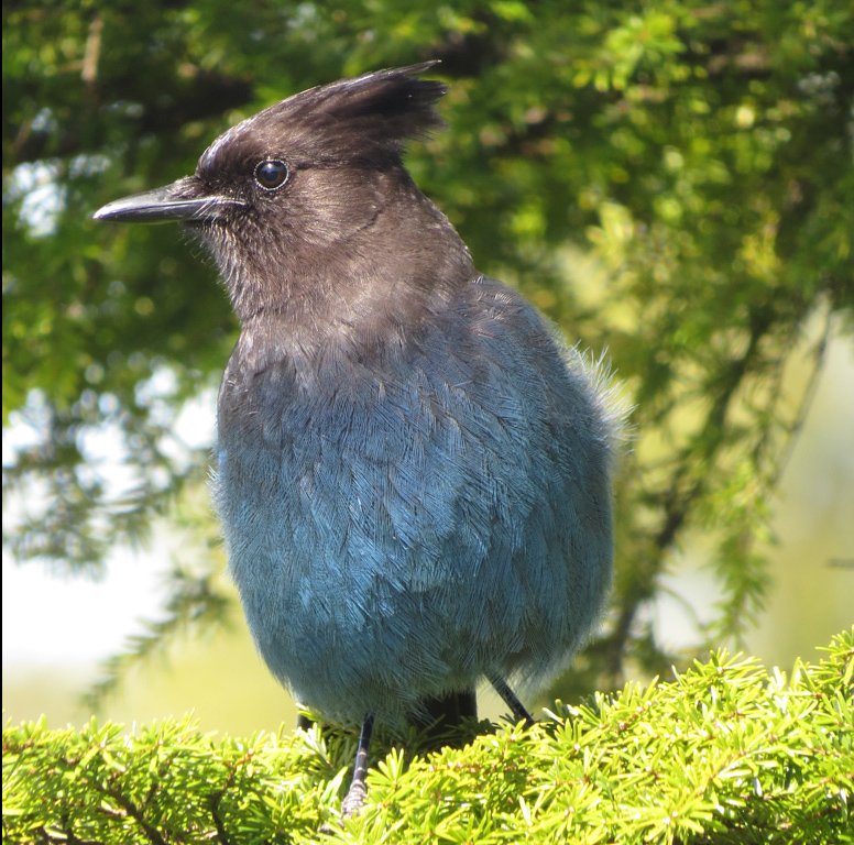 Salt Spring's Annual Christmas Bird Count