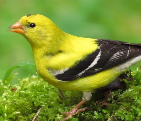 Monday Morning Birding Launch