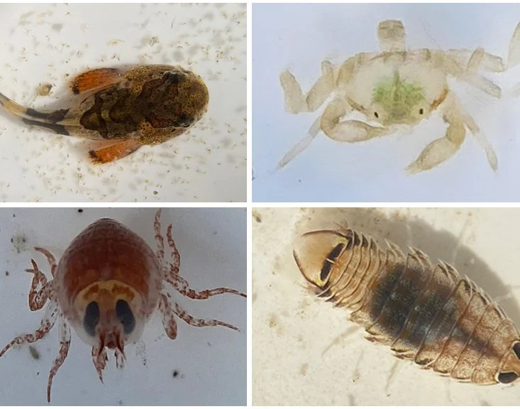 Light Trapping Project Training Session