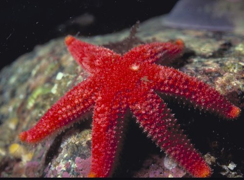 Split Personalities - The Crazy Lives of Salish Sea Marine Animals