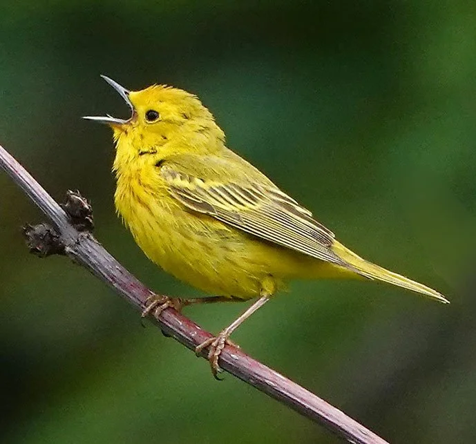 Session 1 – Birding 101