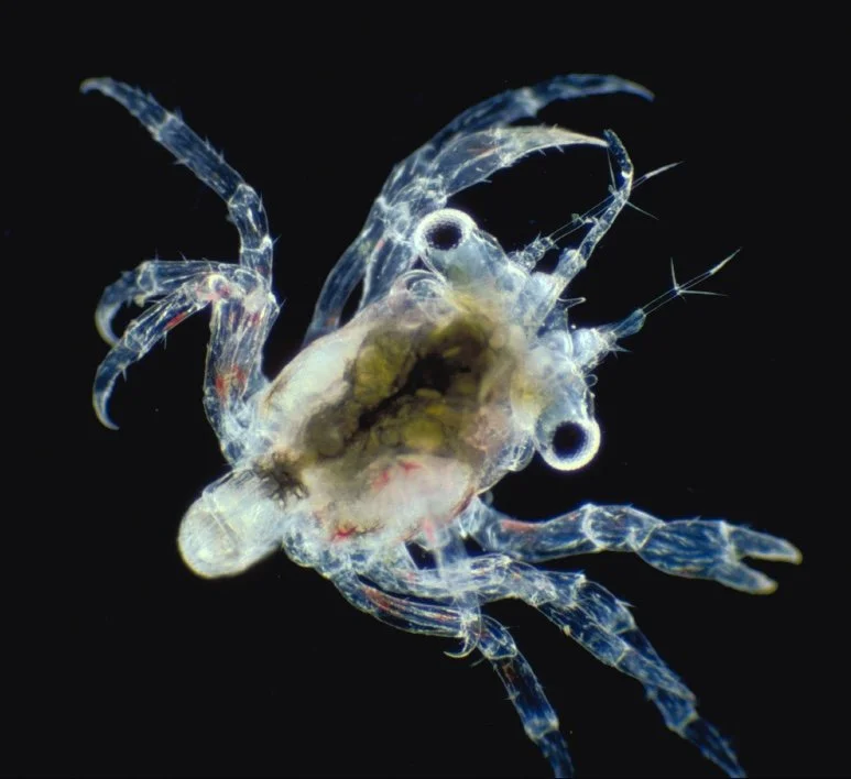 Session 2 – Small Life In The Salish Sea