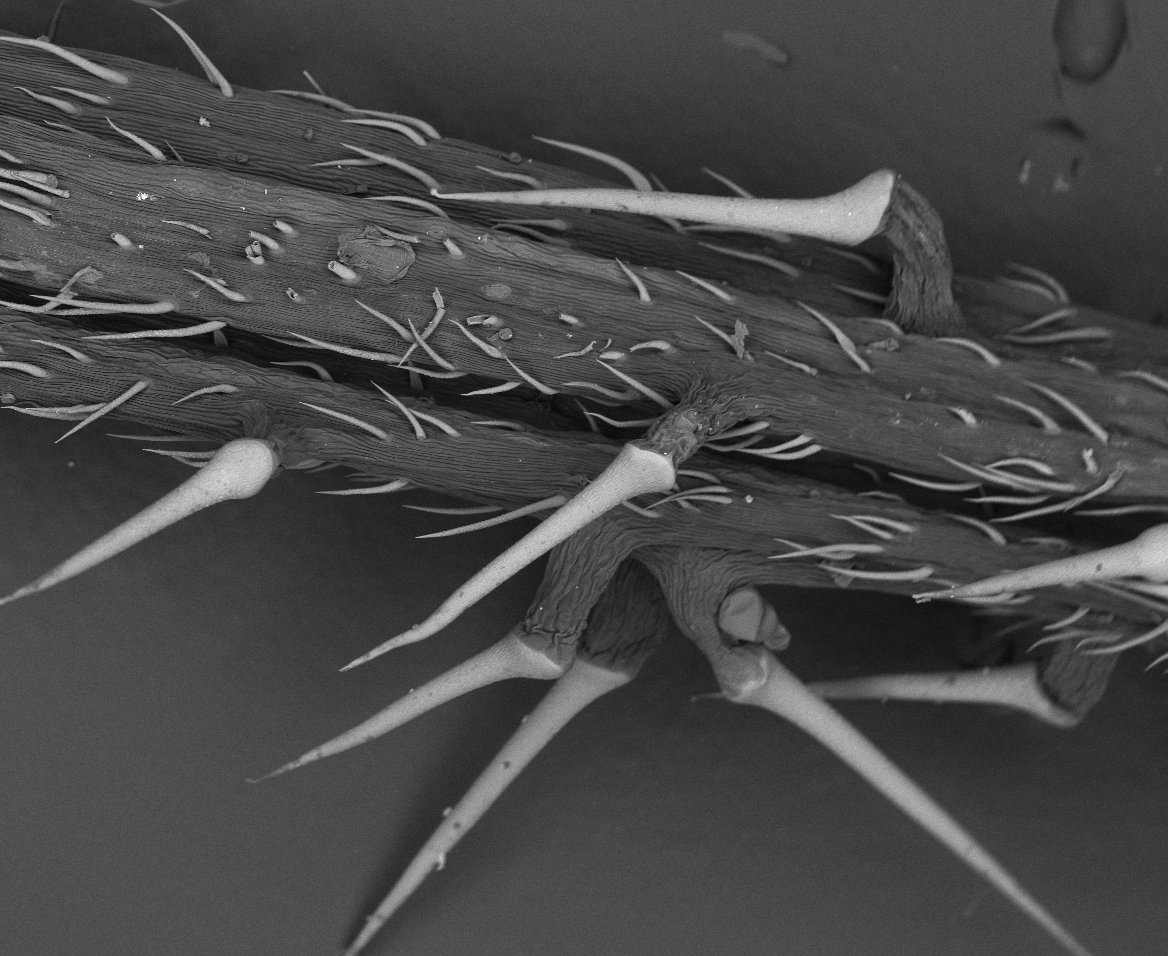 Session 3 – Plant Structures–Small But Powerful & The Elusive Water Bears