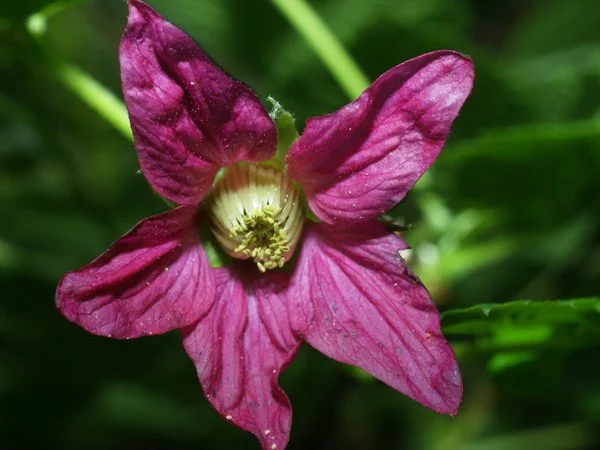 Session 5 – Plants, Pollen, and Pollinators