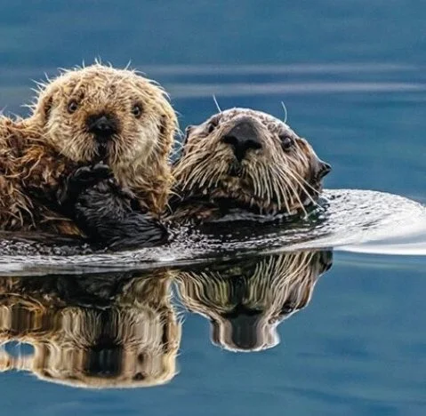 Otter in the Water