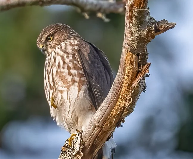 Early Morning Birding