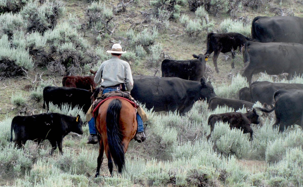 Matt Barnes herding cows in the pastures of Colorado