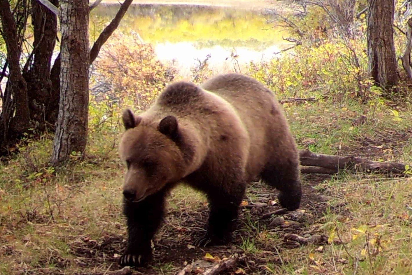 Grizzly bear walking through woods