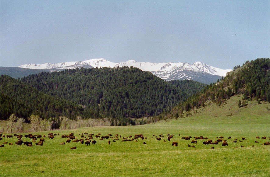 Colorado cow pasture
