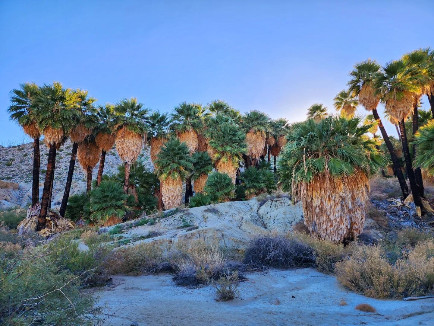 Desert fan palm oasis