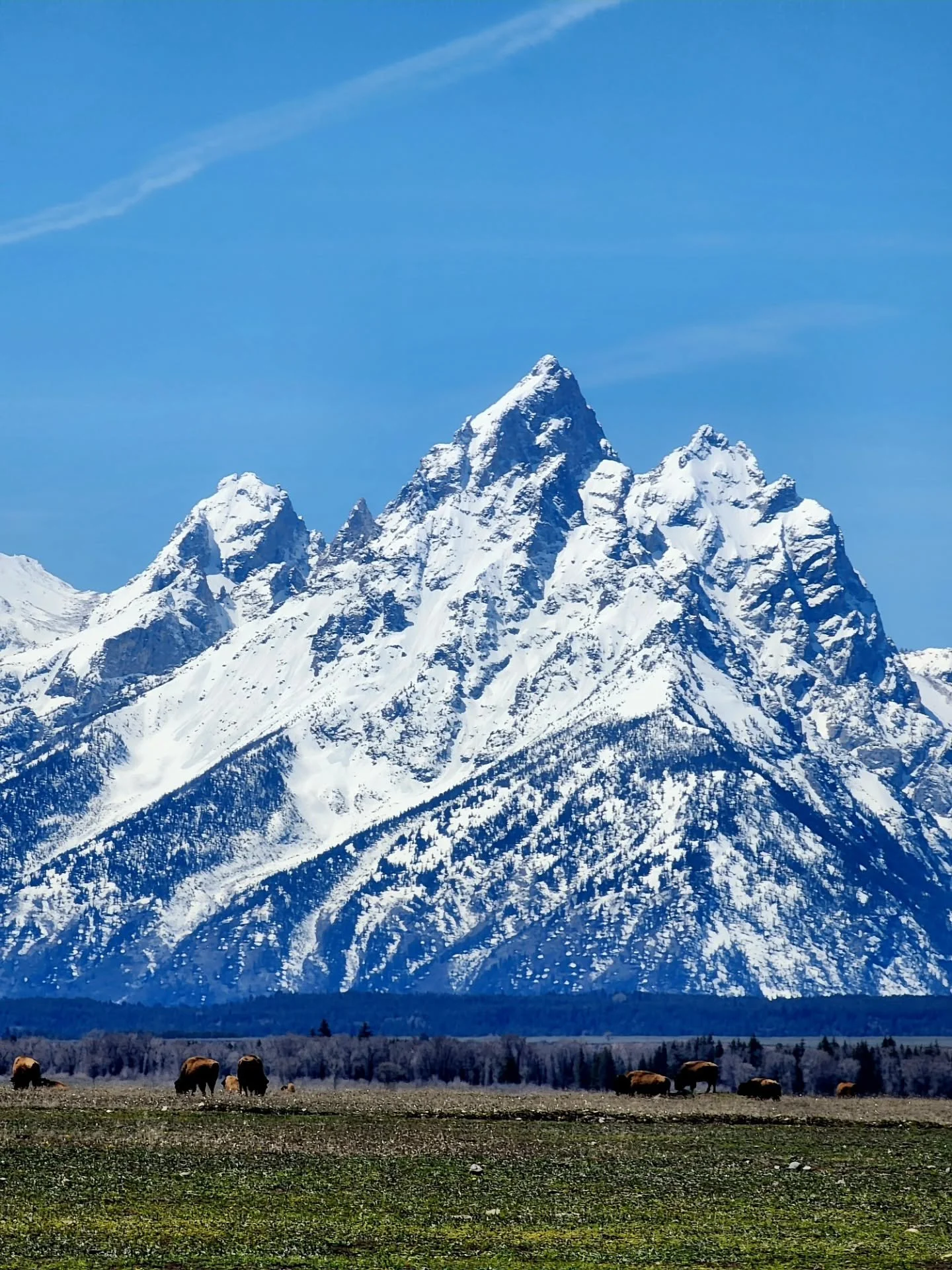 In Grand Teton National Park, in less than a day and a half, I saw about a thousand elk, hundreds of bison 🦬, nearly a hundred bighorn sheep, a dozen pronghorn, several mule deer 🦌, four moose 🫎 , and a grizzly bear 🐻. That's why some folks call 