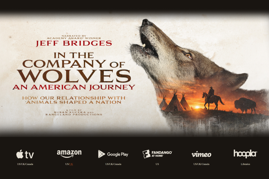 In the Company of Wolves: An American Journey now streaming 