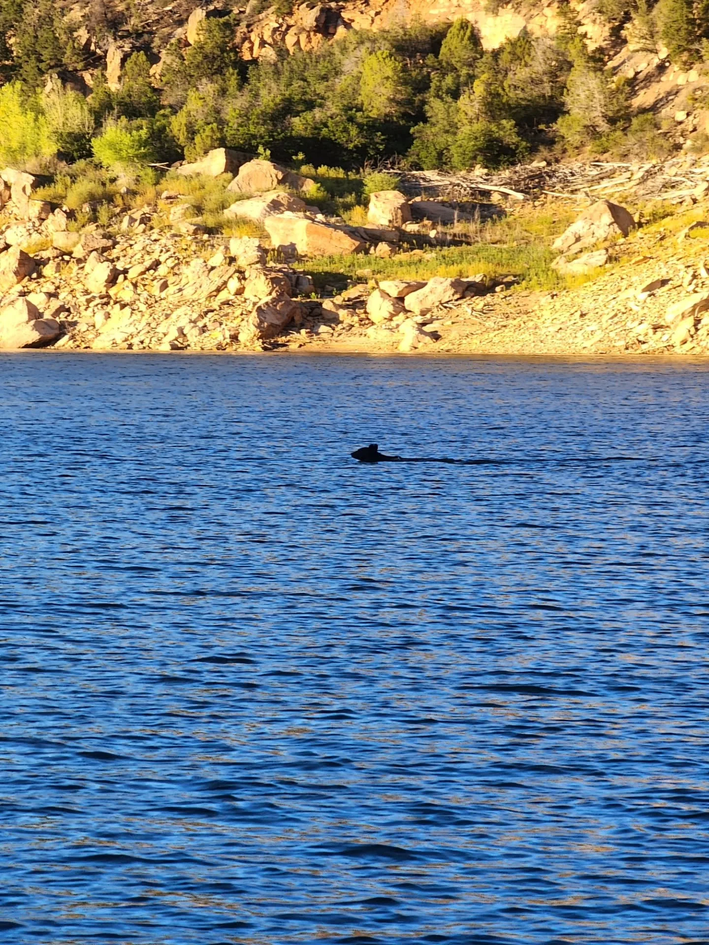 Black bear swimming across the reservoir. 

This is a poor food year and human-bear conflicts are high. Colorado's law against negligently luring bears took effect on August 12.