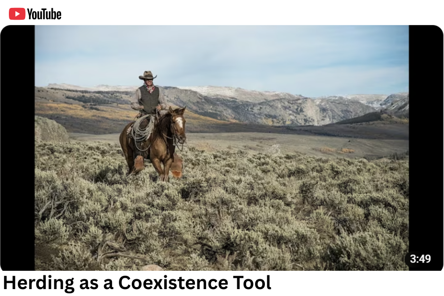 Thumbnail of the film Herding as a Coexistence Tool, by People and Carnivores, featuring a range rider on horseback in the Wind River Range of Wyoming