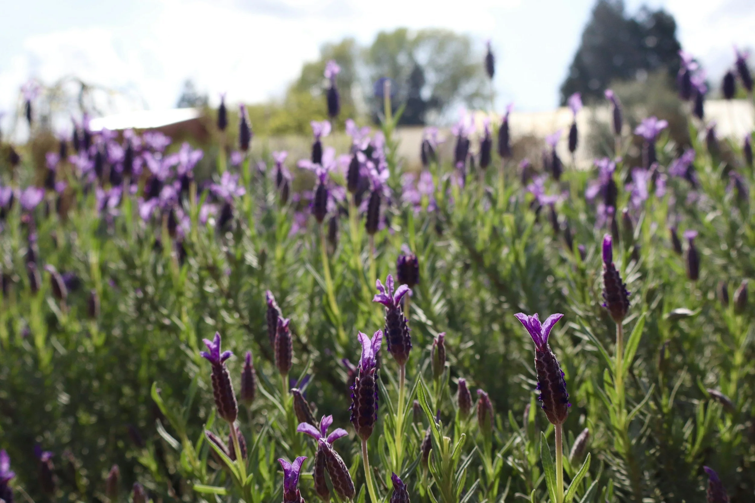 Master Gardeners – Lavender