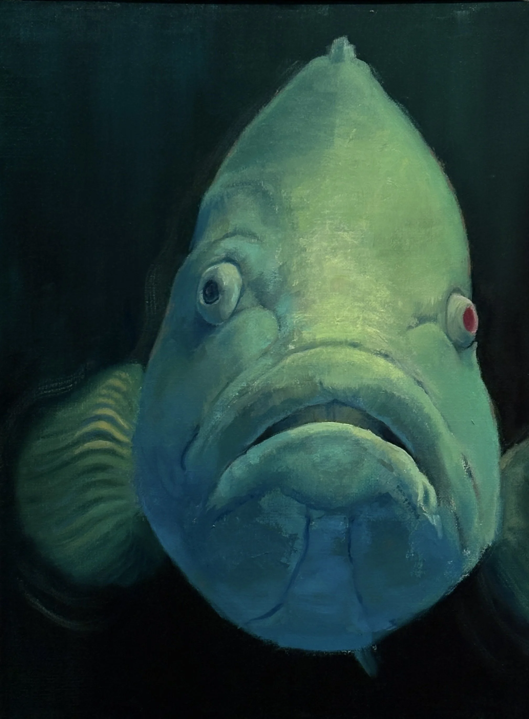 Grouper, 12x14 oil on panel