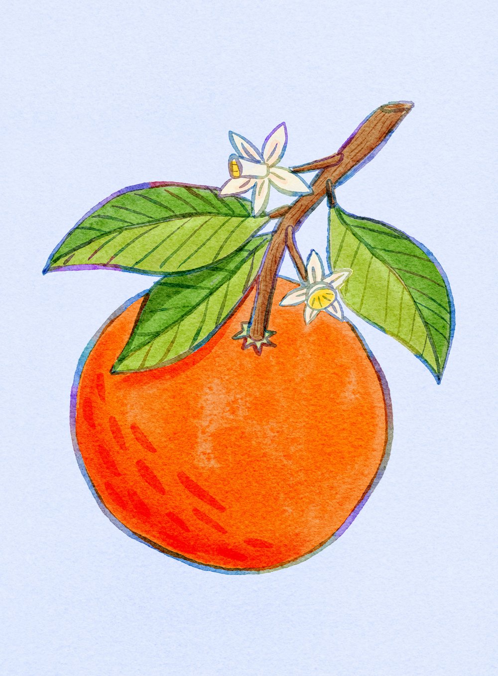 Watercolor Orange
