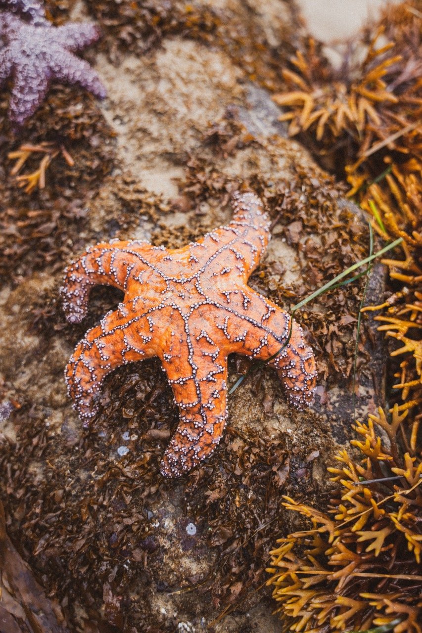 Tide-pooling (0.1ft tide)