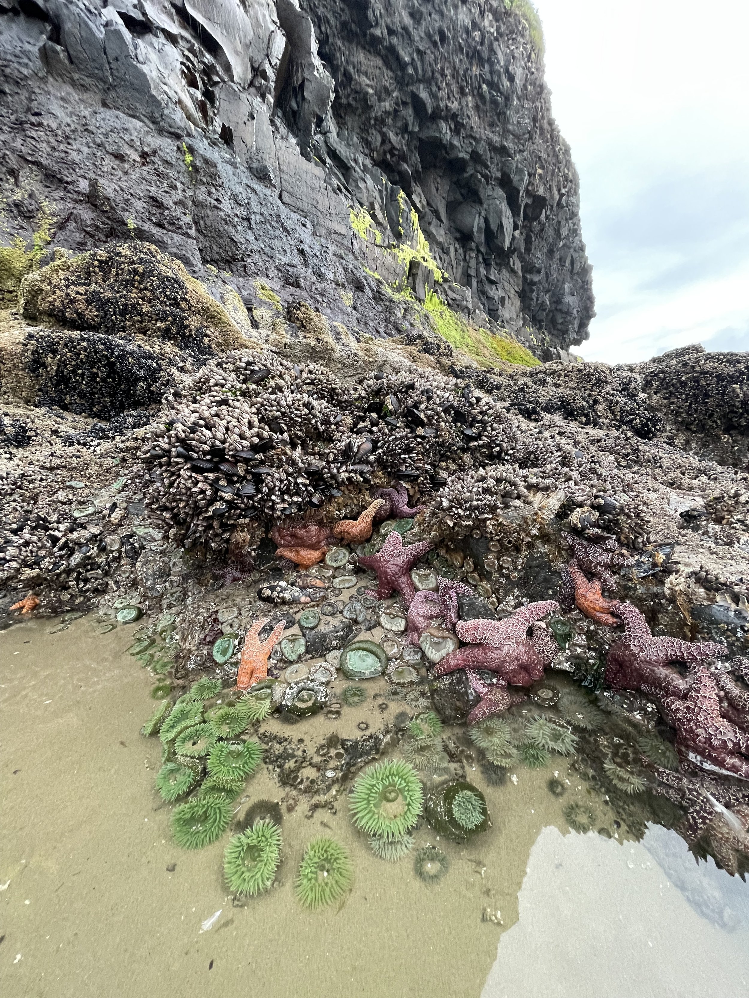 Tide-pooling (-1ft tide!!)