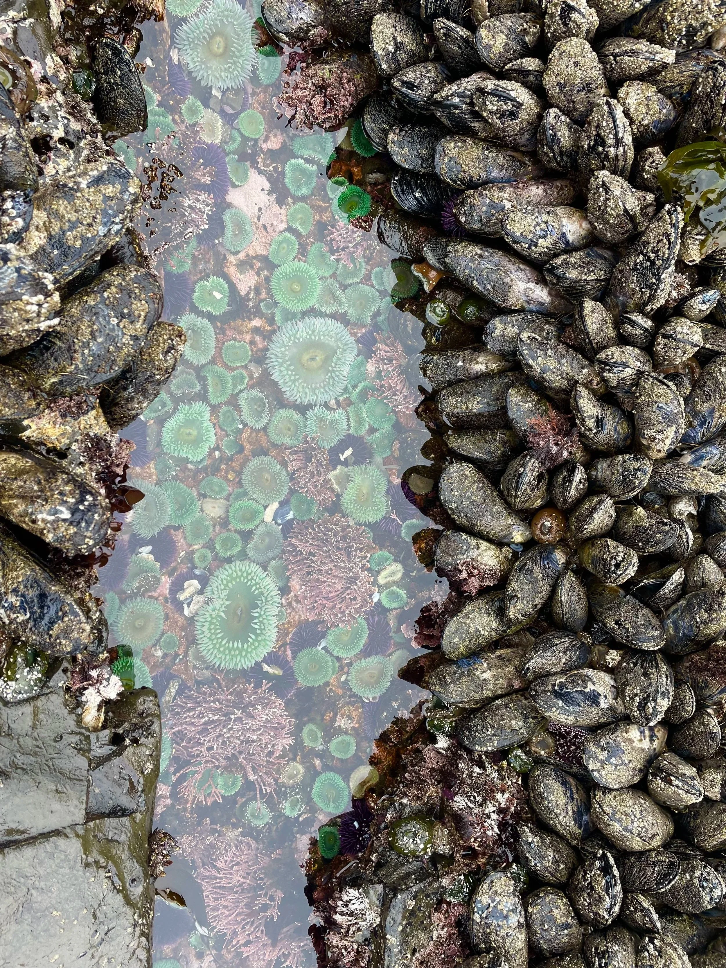 Exploring Oregon's Tidepools: A Guide to Common Marine Invertebrates