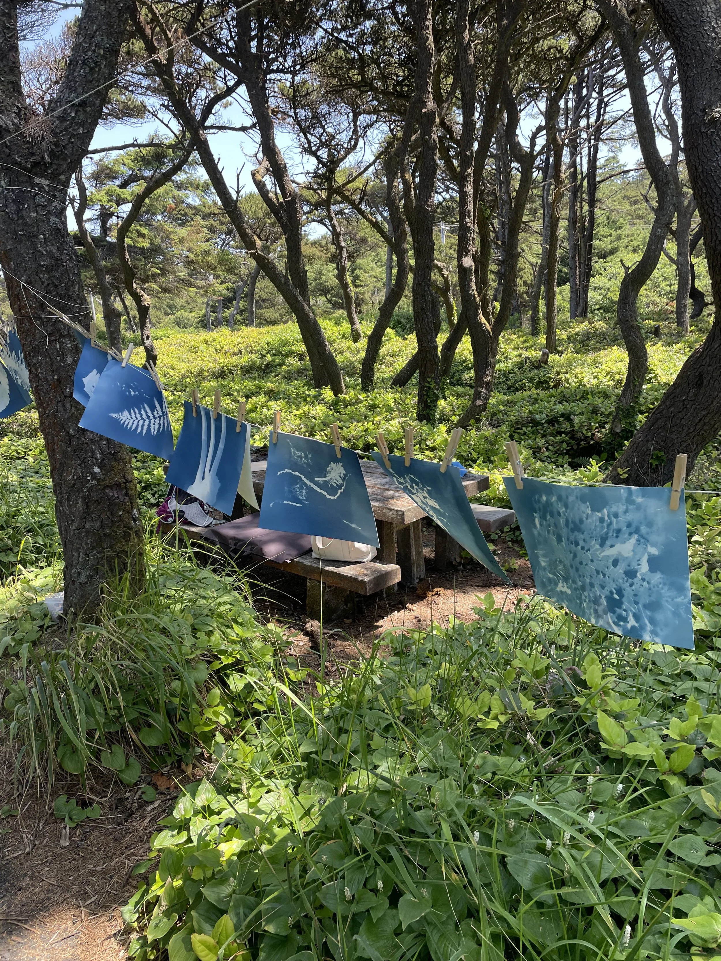 Coastal Cyanotypes with Oriana Poindexter