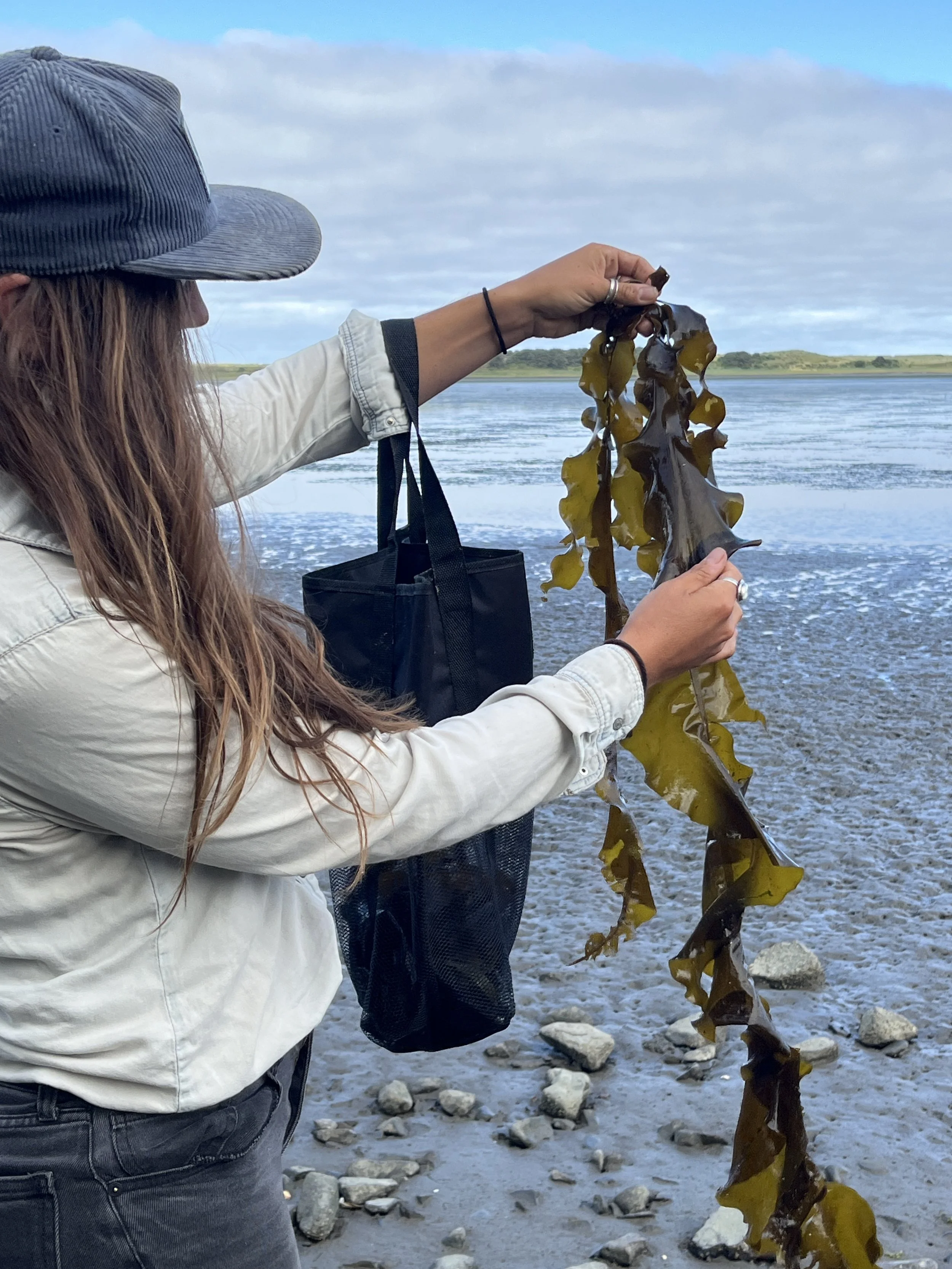 Portland, OR - A Deep Dive into Seaweeds at Pals With Us