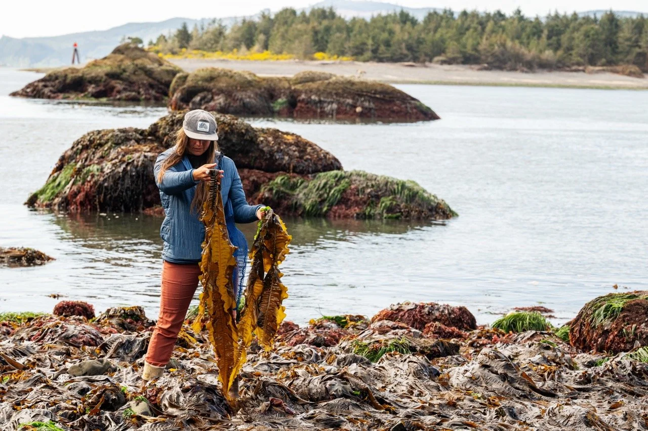 Seaweed Foraging - Newport