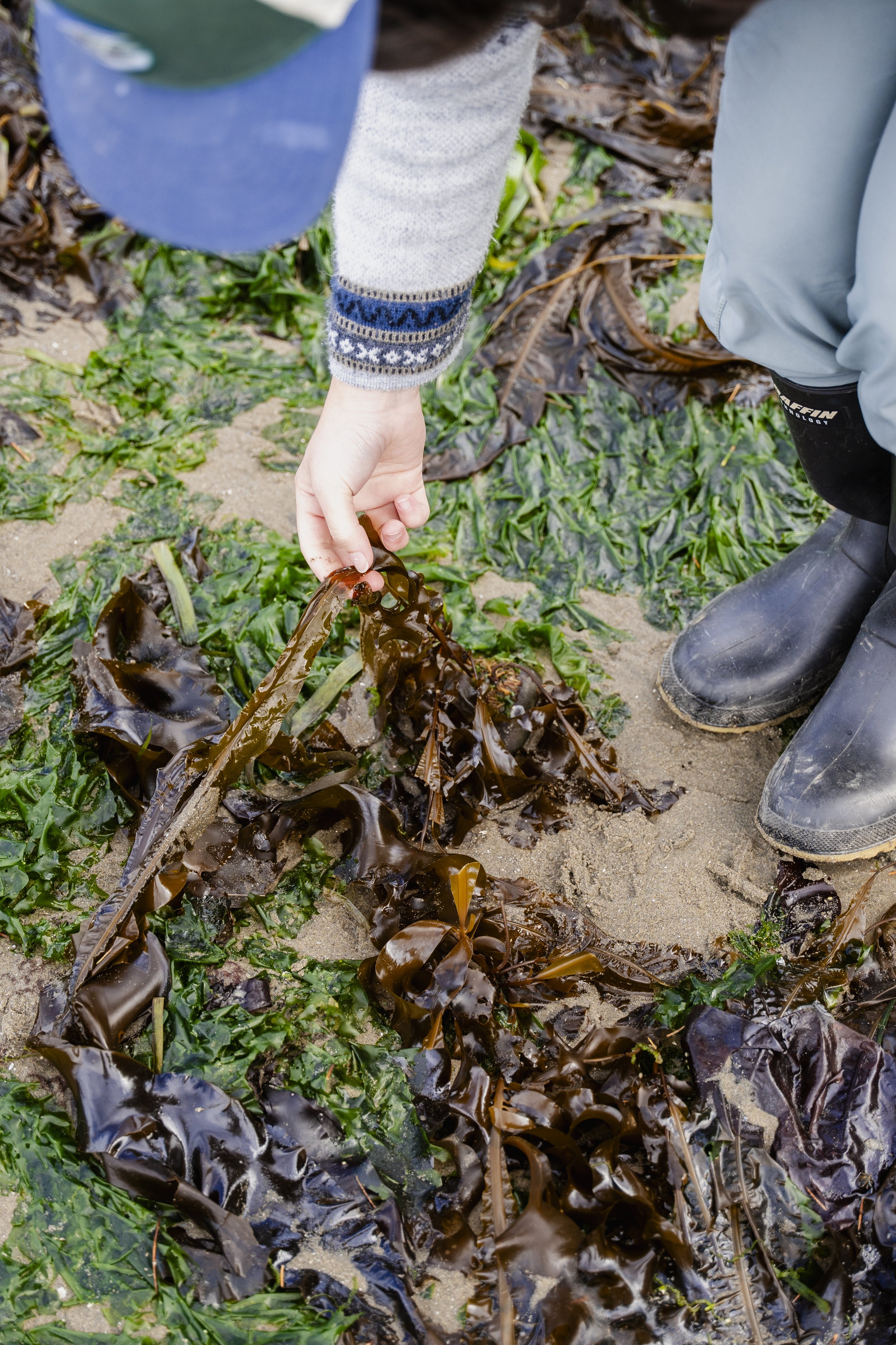 Seaweed Foraging - North Coast