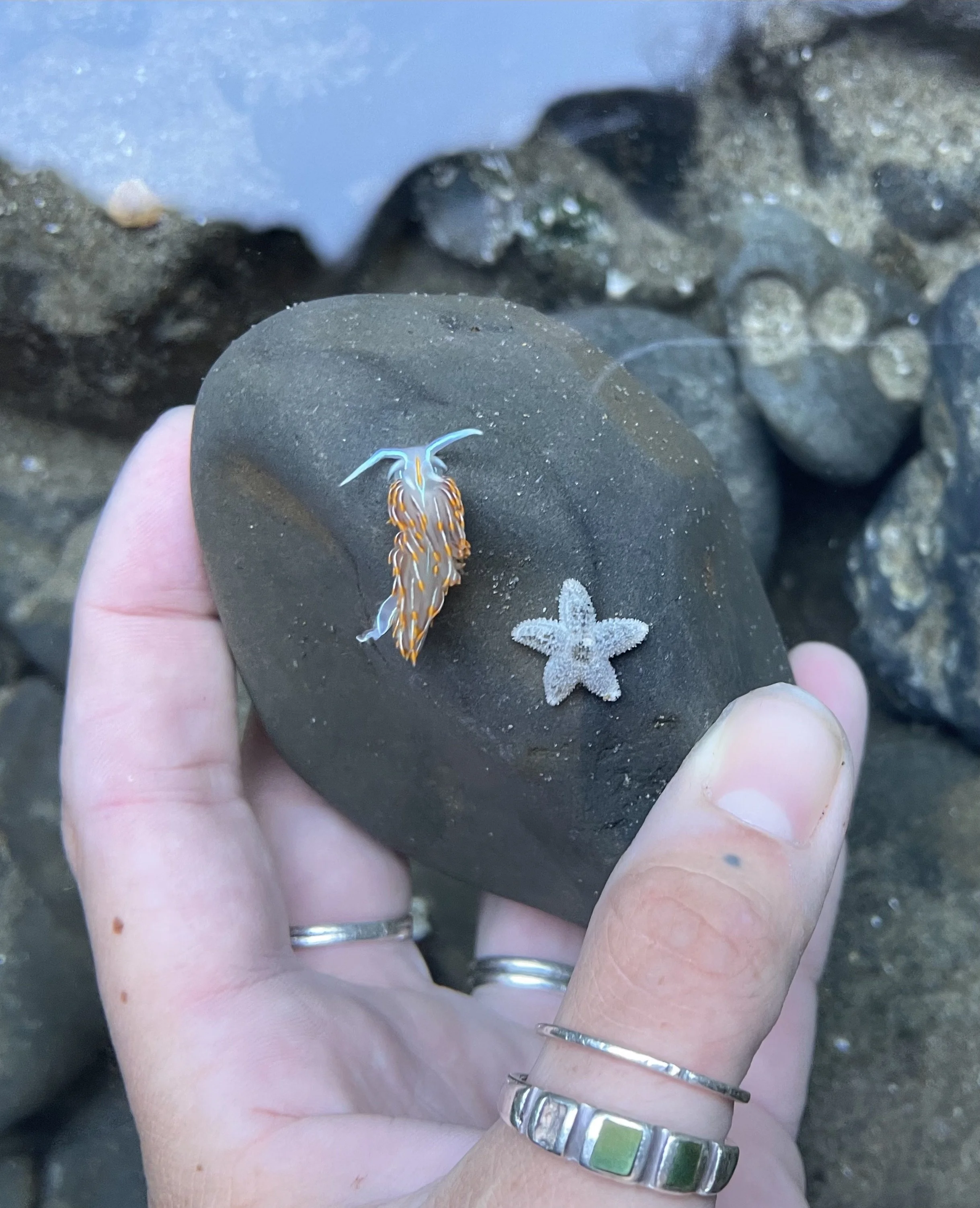 Tide-pooling (-0.7ft tide)