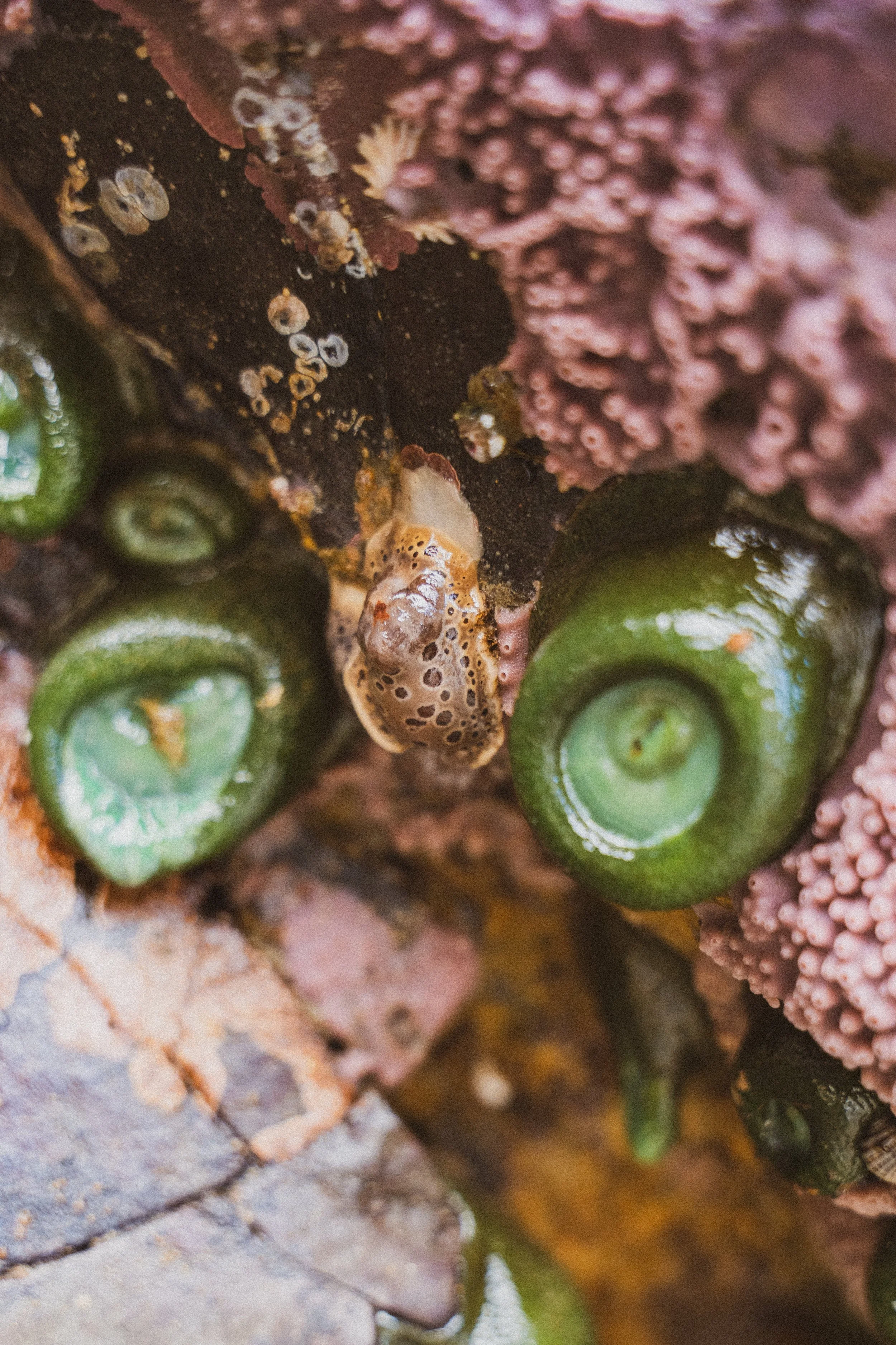 Tide-pooling (-1ft tide)