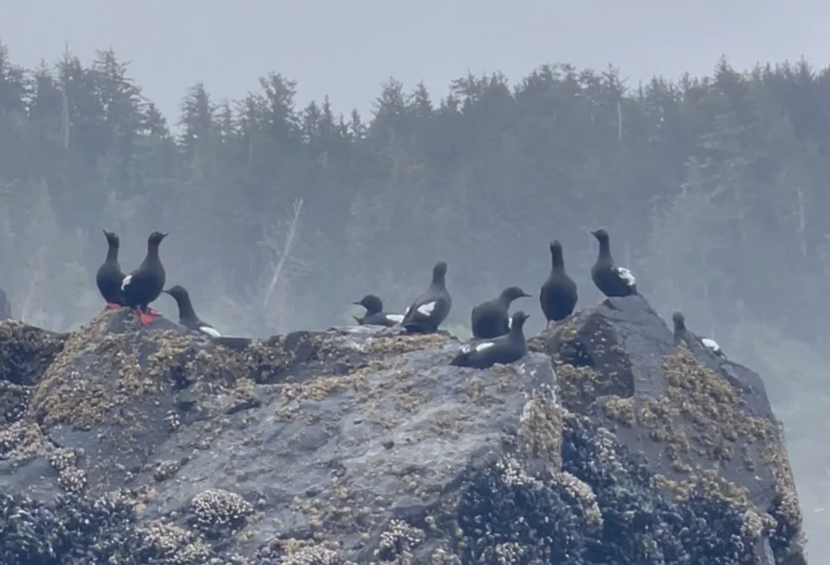 Seabird Summers on the Oregon Coast