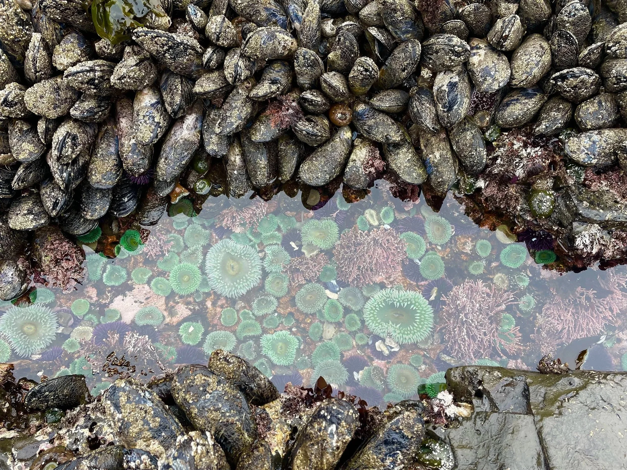 Exploring Oregon's Tidepools: A Guide to Common Marine Invertebrates
