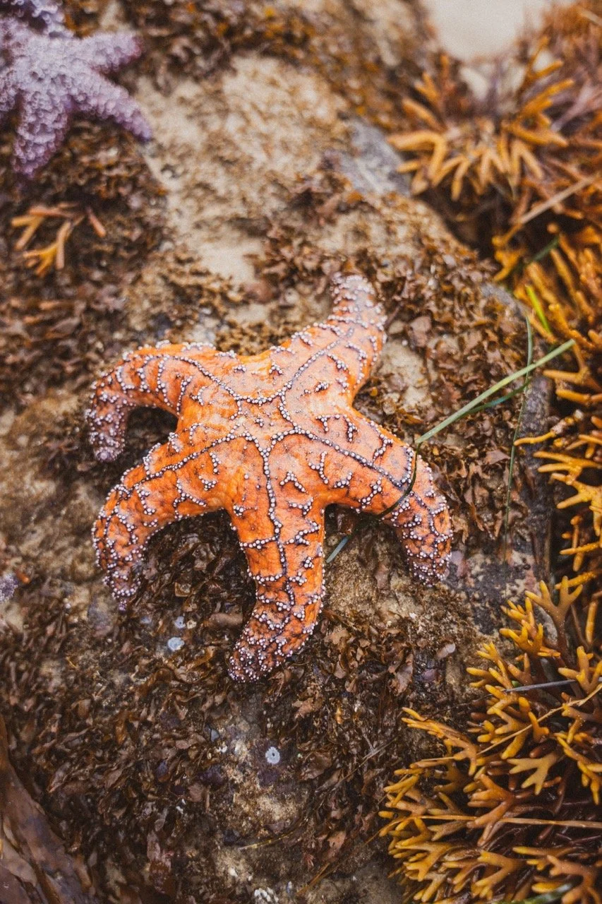 Lowest Tide - Tidepooling - Newport (-1.8ft tide!) 