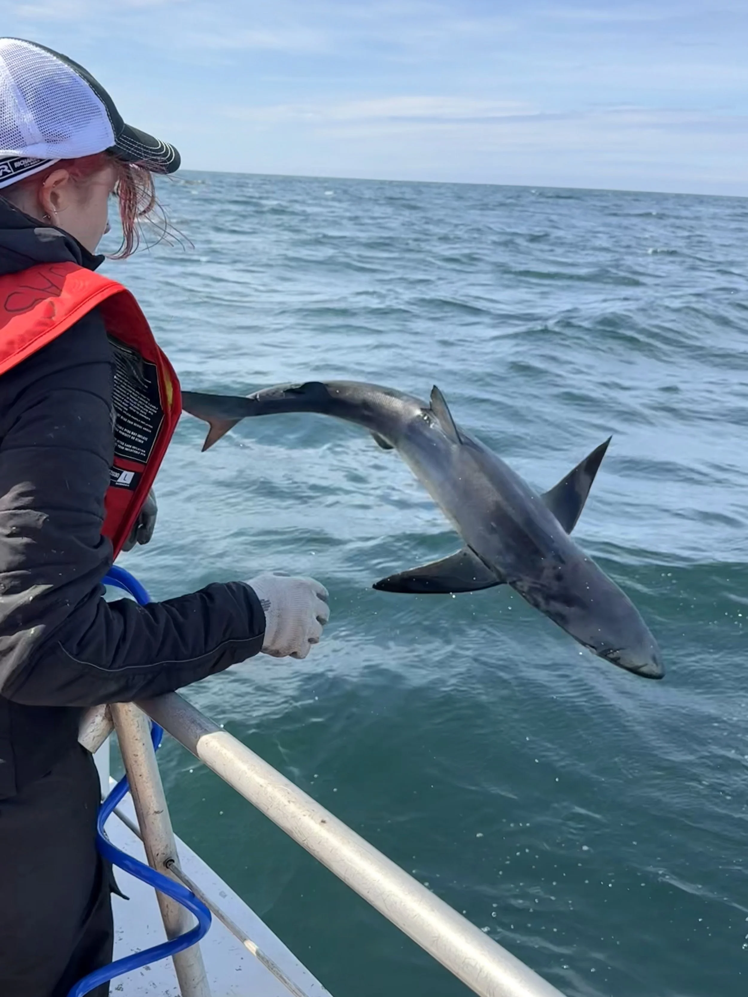 Shark Research Expedition in Garibaldi, OR.