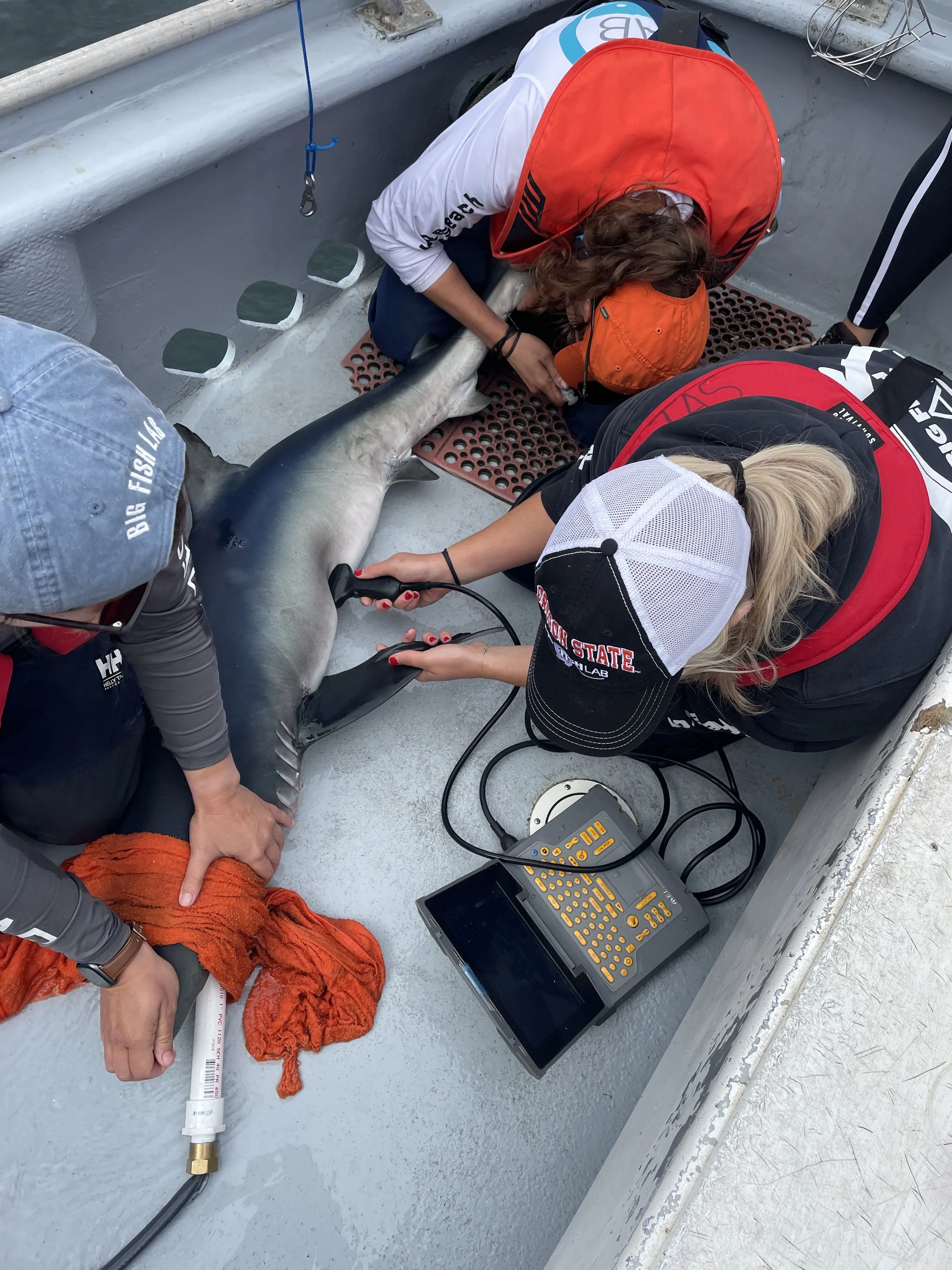 Shark Research Expedition in Depoe Bay, OR.