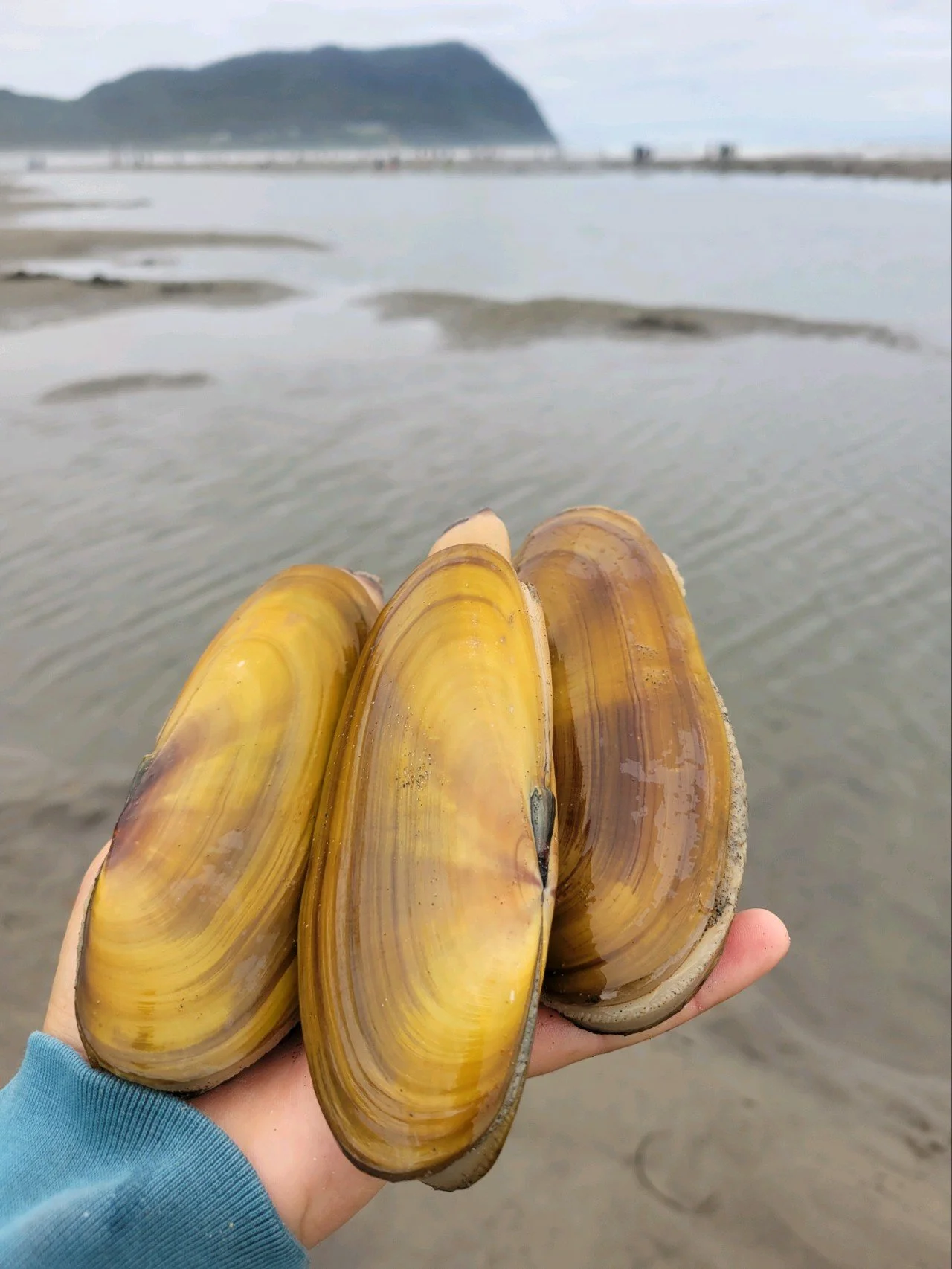 Razor Clamming in Seaside, Oregon — Shifting Tides