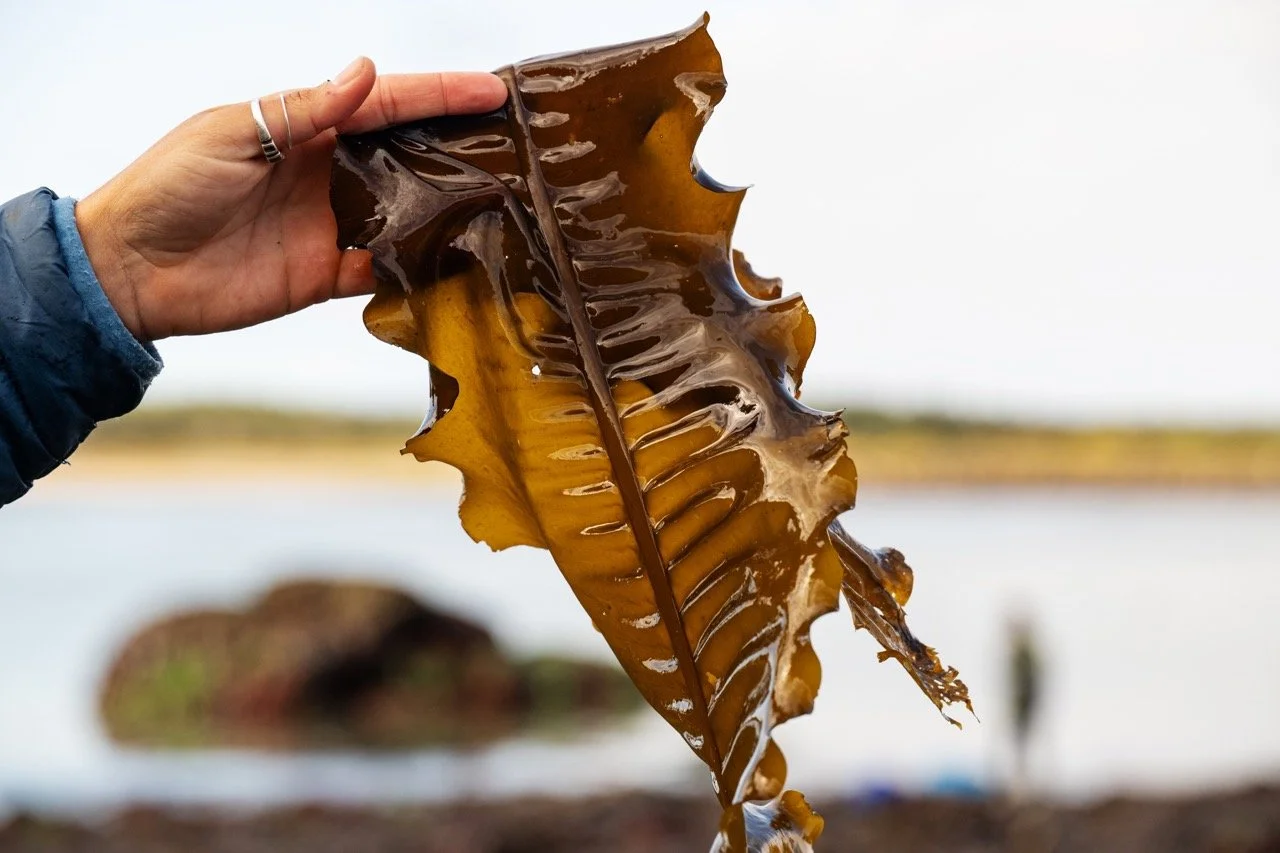 Dried California Wakame