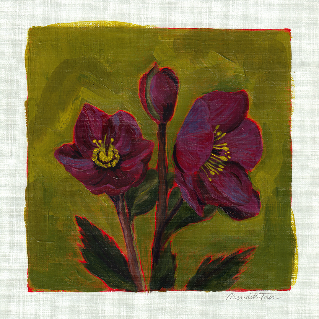Hellebore_Study__No.1_OG.png