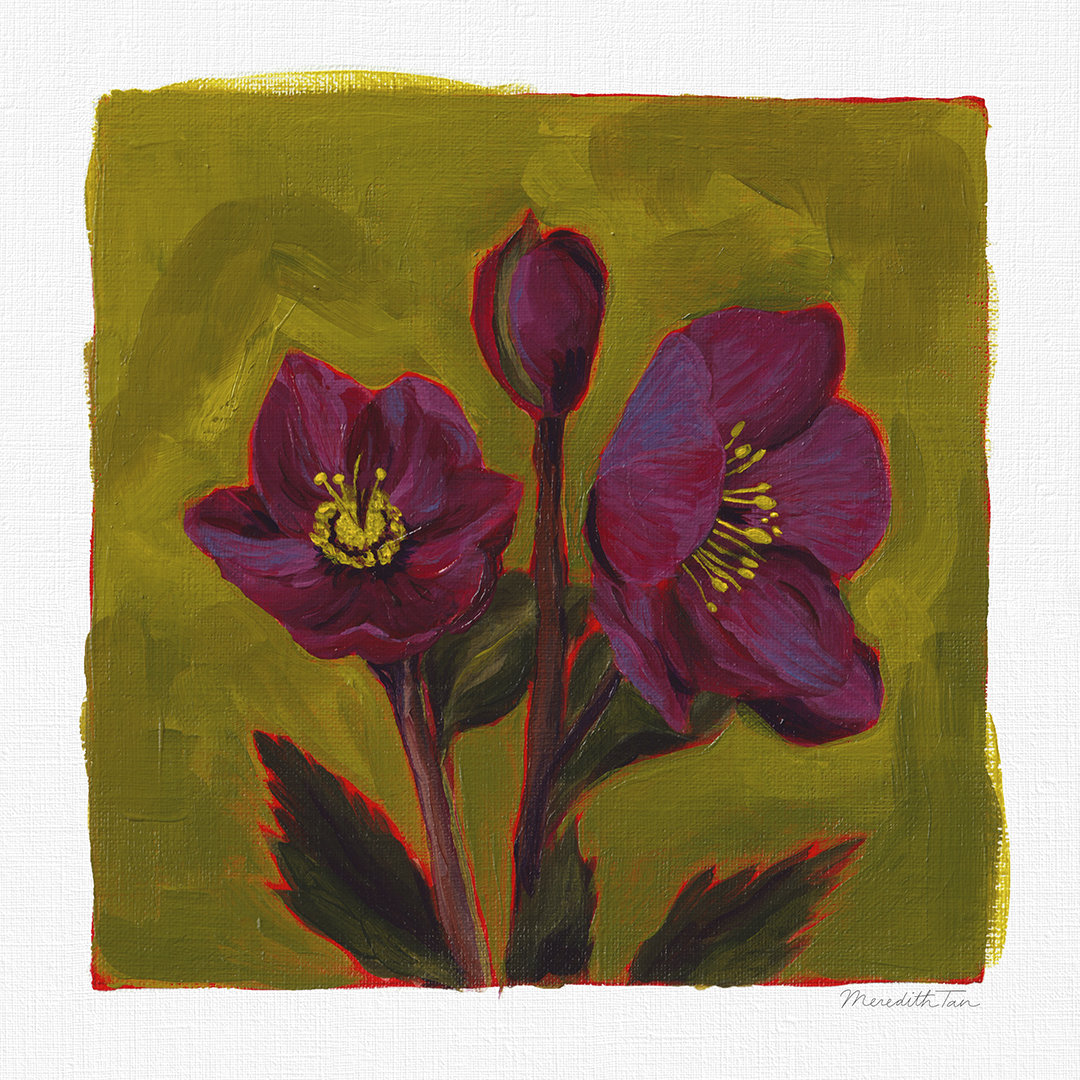 Hellebore_Study_No.1.png